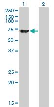 Anti-SWAP70 Mouse Monoclonal Antibody [clone: 3H8]