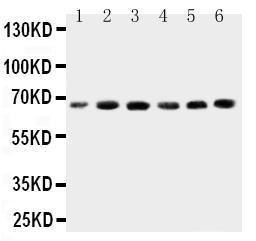 Anti-CETP Rabbit Polyclonal Antibody