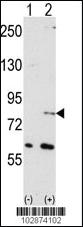 Anti-NUB1 Rabbit Polyclonal Antibody