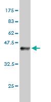 Anti-USF1 Mouse Monoclonal Antibody [clone: 2A7]