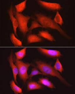 Antibody A309068-100 100 µl