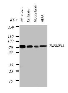 Anti-TNF Receptor II Rabbit Polyclonal Antibody