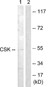 Western blot analysis of lysates from Raw264.7 cells, treated with UV 5' using Anti-CSK Antibody. The right hand lane represents a negative control, where the antibody is blocked by the immunising peptide.