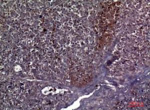 Immunohistochemical analysis of paraffin-embedded human pancreas using Anti-COL5A2 Antibody