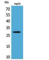 Western blot analysis of HepG2 cells using Anti-CD69 Antibody