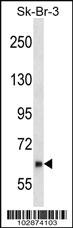 Anti-NUB1 Rabbit Polyclonal Antibody