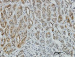 Anti-AEBP1 Mouse Monoclonal Antibody [clone: 1D2]