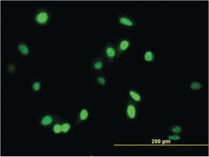 Anti-AATF Mouse Monoclonal Antibody [clone: 3C7]