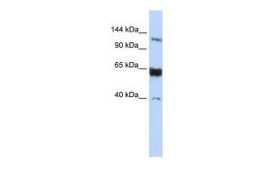 Anti-SYCP1 Rabbit Polyclonal Antibody