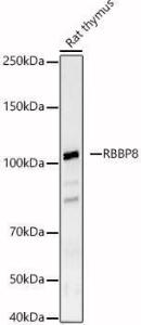 Anti-CtIP Rabbit Polyclonal Antibody