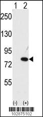 Anti-NUB1 Rabbit Polyclonal Antibody