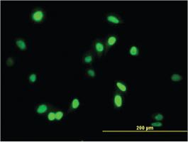 Anti-AATF Mouse Monoclonal Antibody [clone: 3C7]