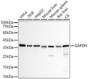 Antibody A309068-100 100 µl