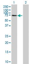 Anti-EPOR Mouse Polyclonal Antibody