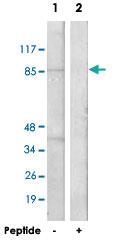 Anti-TAF5 Rabbit Polyclonal Antibody