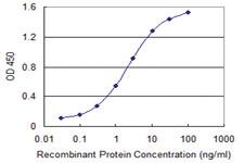 Anti-AATF Mouse Monoclonal Antibody [clone: 3C7]