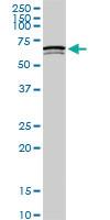 Anti-SWAP70 Mouse Monoclonal Antibody [clone: 3H8]