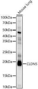 Anti-Claudin 5 Antibody (A8552)