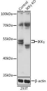 Anti-IKK gamma/NEMO Rabbit Polyclonal Antibody