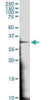 Anti-AES Rabbit Polyclonal Antibody