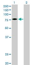 Anti-EPOR Rabbit Polyclonal Antibody