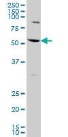 Anti-AATF Mouse Monoclonal Antibody [clone: 2H6]