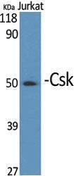 Western blot analysis of various cells using Anti-CSK Antibody