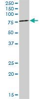 Anti-EPOR Rabbit Polyclonal Antibody