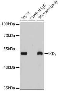 Anti-IKK gamma/NEMO Rabbit Polyclonal Antibody