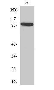 Western blot analysis of various cells using Anti-IL-4RAntibody