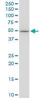 Anti-EPOR Mouse Monoclonal Antibody [clone: 3D10]