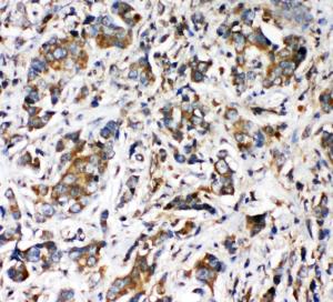 Anti-VRL1 Rabbit Polyclonal Antibody