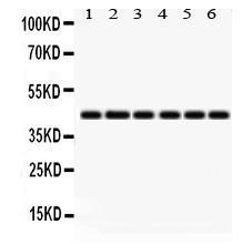 Anti-IDO1 Antibody