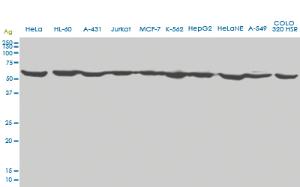 Anti-EPOR Mouse Monoclonal Antibody [clone: 3D10]