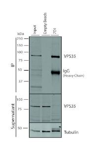 Immunoprecipitation analysis of mouse embryonic fibroblast using Anti-VPS35 Antibody [7E4] (A305036) 500 µL cell culture supernatants were incubated with 10 µL of Protein A/G resin beads for 1 hour at 4°C A305036 clone 7E4 depletes virtually all of the VPS35 from the A549 cell extract