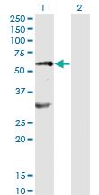 Anti-EPOR Mouse Monoclonal Antibody [clone: 3D10]