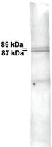 Anti-HMP Rabbit Polyclonal Antibody