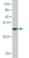 Anti-CD320 Mouse Polyclonal Antibody