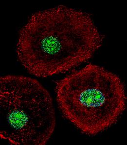 Anti-HNRNPAB Rabbit Polyclonal Antibody (APC (Allophycocyanin))