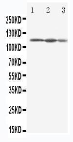 Anti-Eif3b Rabbit Polyclonal Antibody