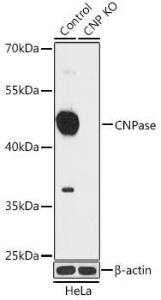 Western blot analysis of extracts from normal (control) and CNPasease knockout (KO) HeLa cells, using Anti-CNPase Antibody (A92949) at 1:1,000 dilution