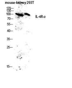 Western blot analysis of mouse kidney 293T lysis using Anti-IL-4RAntibody