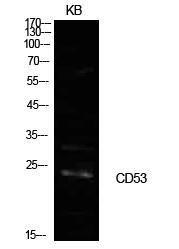 Western blot analysis of KB cells using Anti-CD53 Antibody