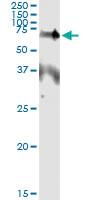 Anti-EPOR Mouse Monoclonal Antibody [clone: 3D10]