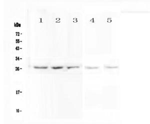 Anti-VAPB Polyclonal Antibody