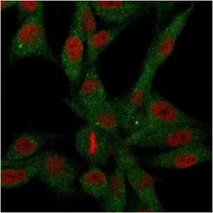 Immunofluorescent analysis of U87MG cells stained with Anti-CD73 Antibody [NT5E/2646] followed by Goat Anti-Mouse IgG (CF&#174; 488) (Green). Membrane stained with Phalloidin (Red)