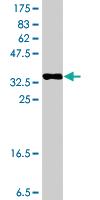 Anti-SH3RF1 Mouse Polyclonal Antibody