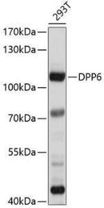 Western blot analysis of extracts of 293T cells, using Anti-DPP6 Antibody (A8553) at 1:1000 dilution