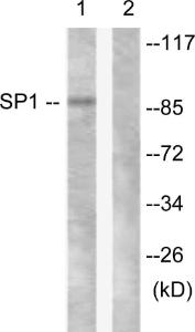 Antibody anti-SP1 A95471-100 100 µg