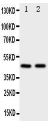 Anti-Flotillin 2 Rabbit Polyclonal Antibody